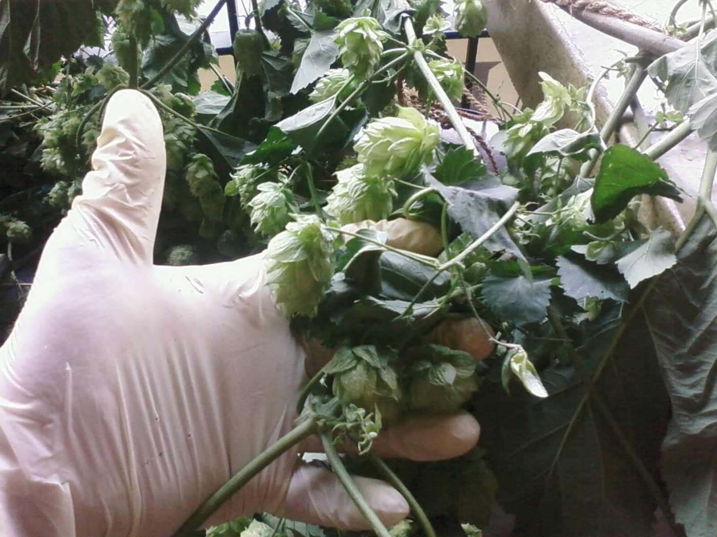 Picking Hops With Wynkoop Brewery