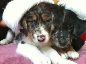 Ranger and Scout puppies