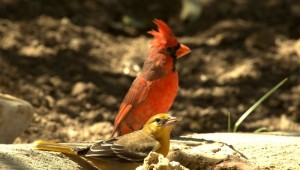 An actual Oriole and Cardinal. Not baseball players.