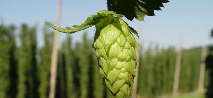 Homebrew: Growing Your Own Hops