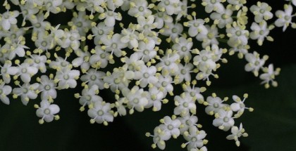 elderflower