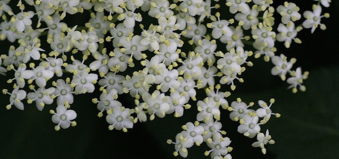 elderflower