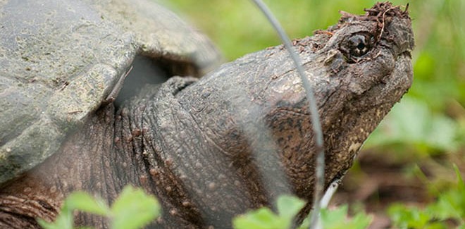 Avery Brewing Co. – Snapping Turtles