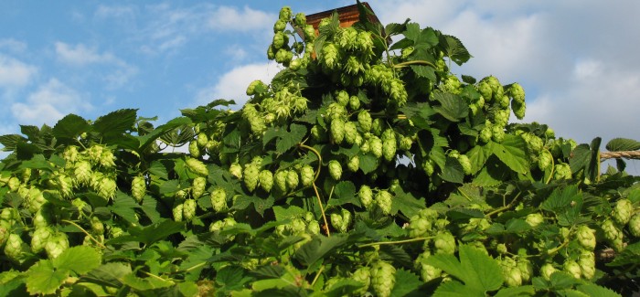 Homebrewing: Make a Hop Statement