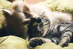 raccoon and cat in love