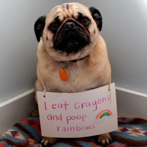 rainbowpoopdog