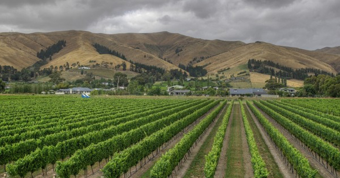 Lawson's Dry Hills Vineyard (Photo courtesy of lawsonsdryhills.co.nz)