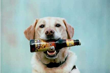 Dog Beer