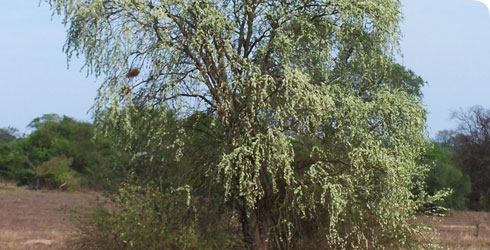Bulnesia Sarmientoi