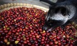 Civet eating coffee beans