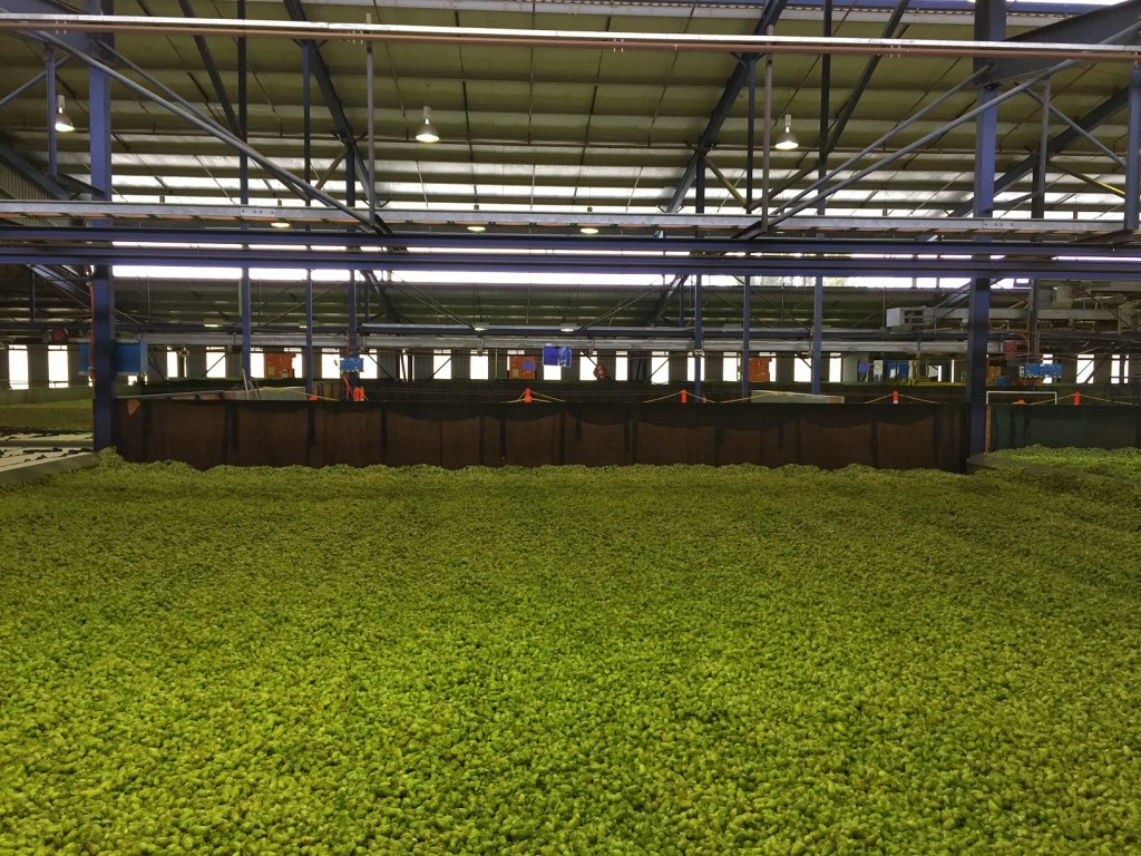 2015 Schlafly TIPA Harvest 2