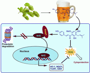 Beer Neuroprotective