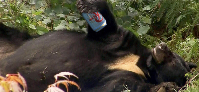 Bear Pounds 36 Cans of Beer, Ignores the Busch