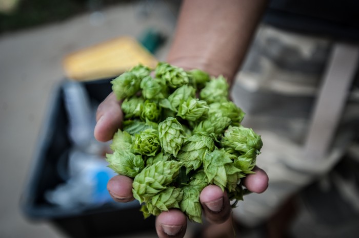 handful of fresh hops