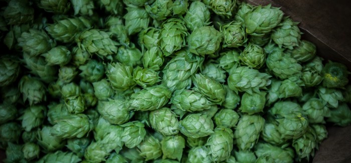 Put that Pumpkin Beer Down, It’s Wet Hop Season