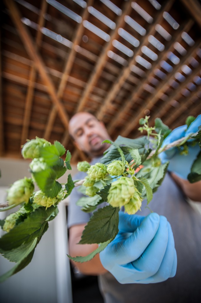 picking hops