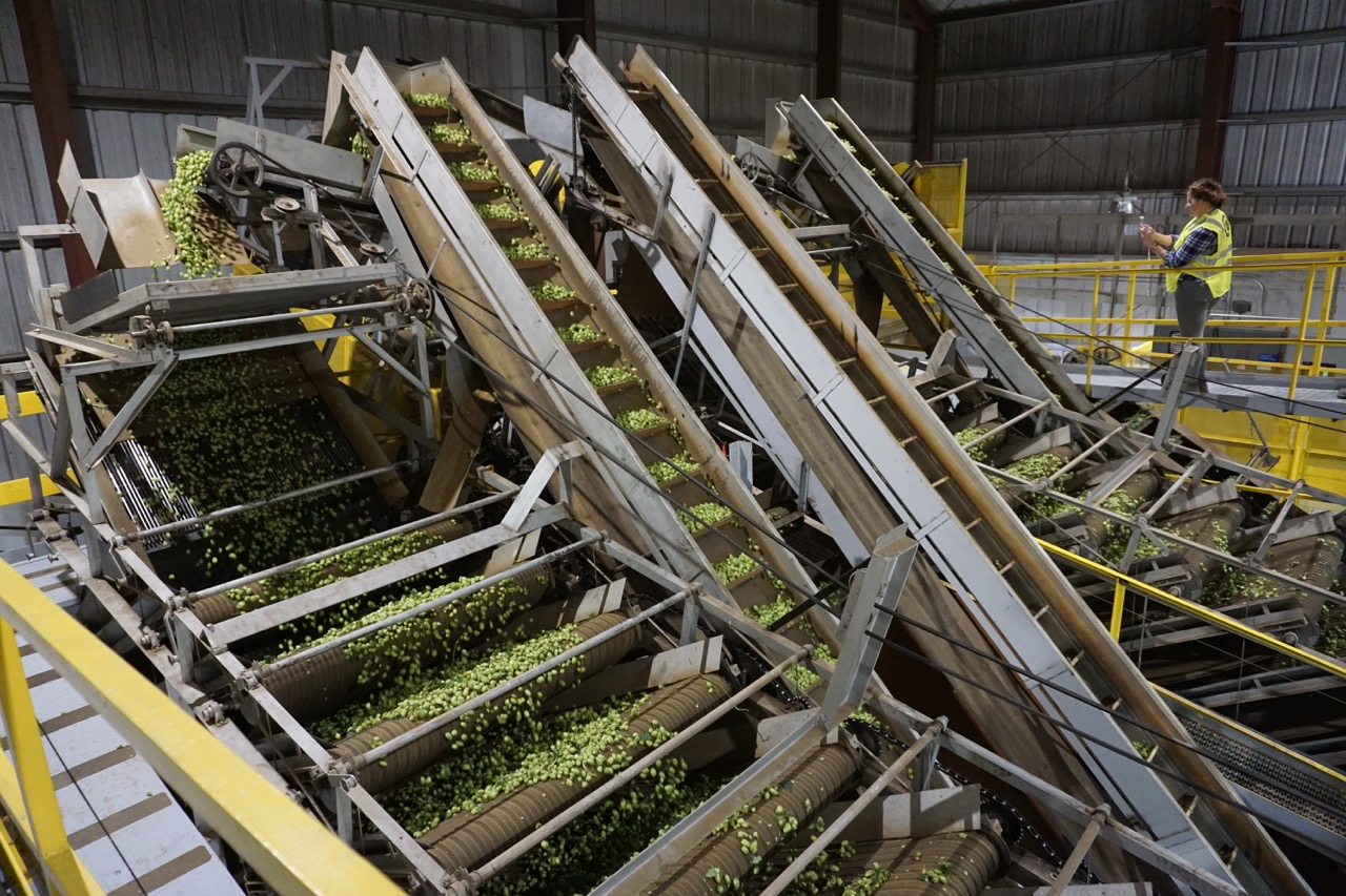 Hop Harvest Process