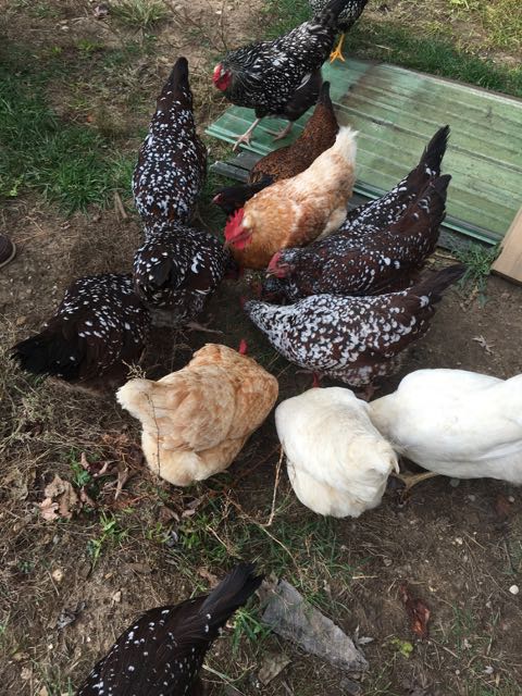 The farm has many types of animals living on the grounds including chickens and roosters that mainly roam free.