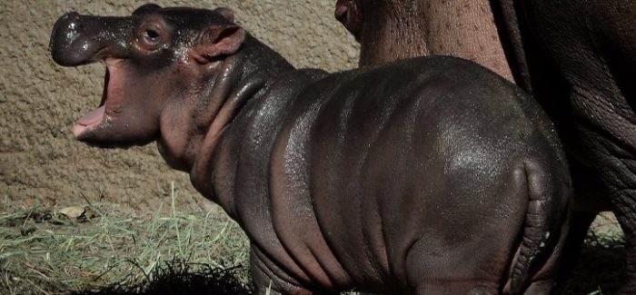 The Los Angeles Zoos female Hippopotamus named Mara stands beside her newborn calf (nameless at the moment) in their compound at the zoo in Los Angeles, California on November 4, 2014. Mara went into labor on October 31 and gave birth to the healthy calf two and a half hours later. AFP PHOTO/Mark RALSTON (Photo credit should read MARK RALSTON/AFP/Getty Images) Listermann Brewing Company & Cincinnati Zoo | Team Fiona NE IPA