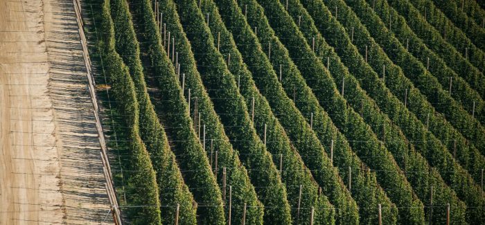 From Bine to Glass: Going Inside This Year’s Yakima Hop Harvest