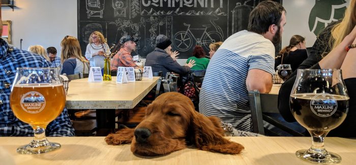 Maxline Brewing Uses Cute Dogs in Ugly Sweaters to Promote Local Mental Health Program