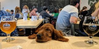 Maxline Brewing Uses Cute Dogs in Ugly Sweaters to Promote Local Mental Health Program
