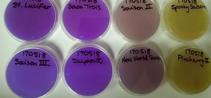 Escarpment Labs Yeast