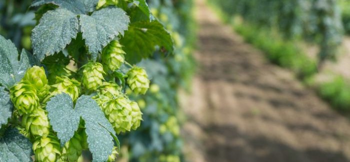 Ask the Experts: Spring Beers They’re Excited About