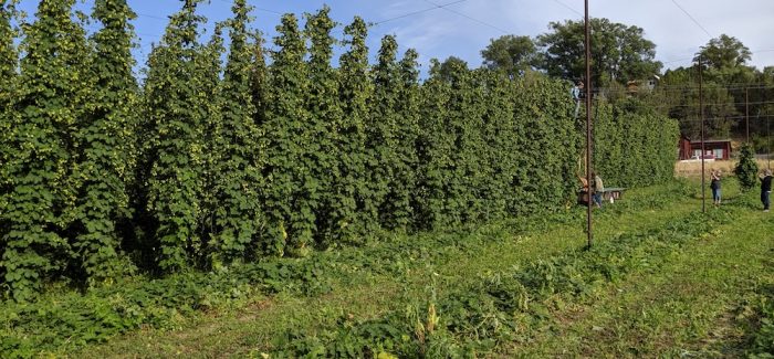 Two Denver Breweries Fly 300 Miles in a Day for Freshest Wet Hop