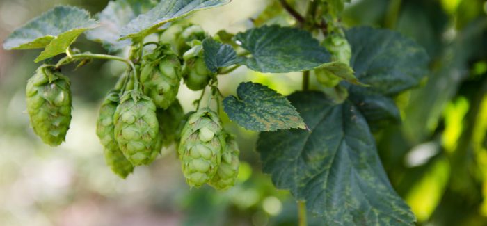 Hop Cones