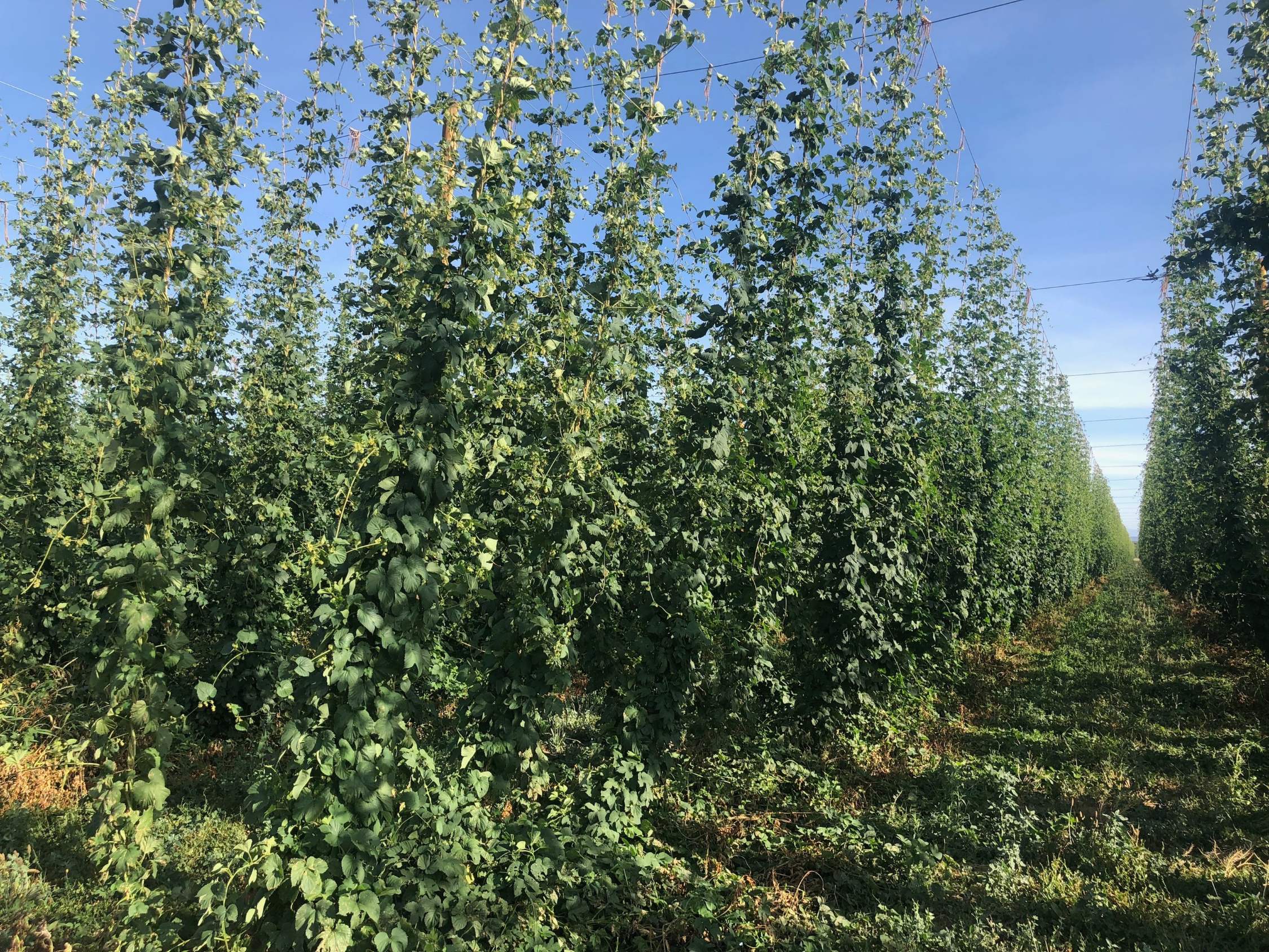 Billy Goat Farms Hops