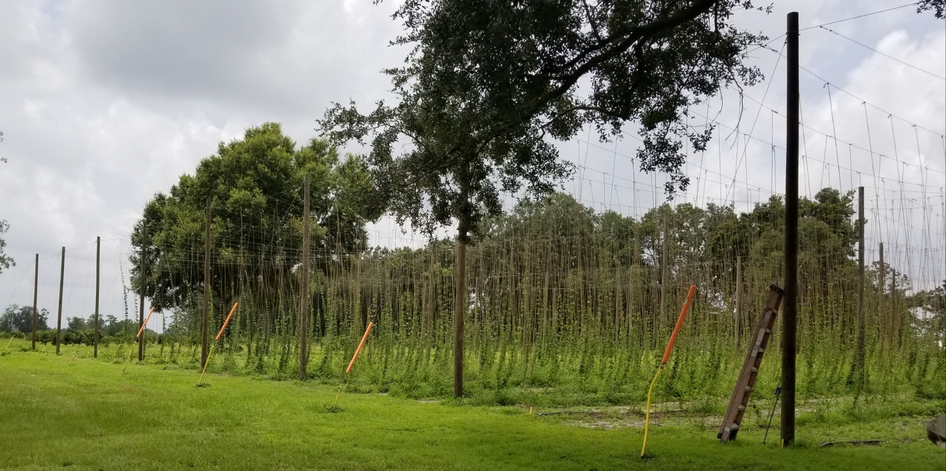 Florida Hop Growers LLC