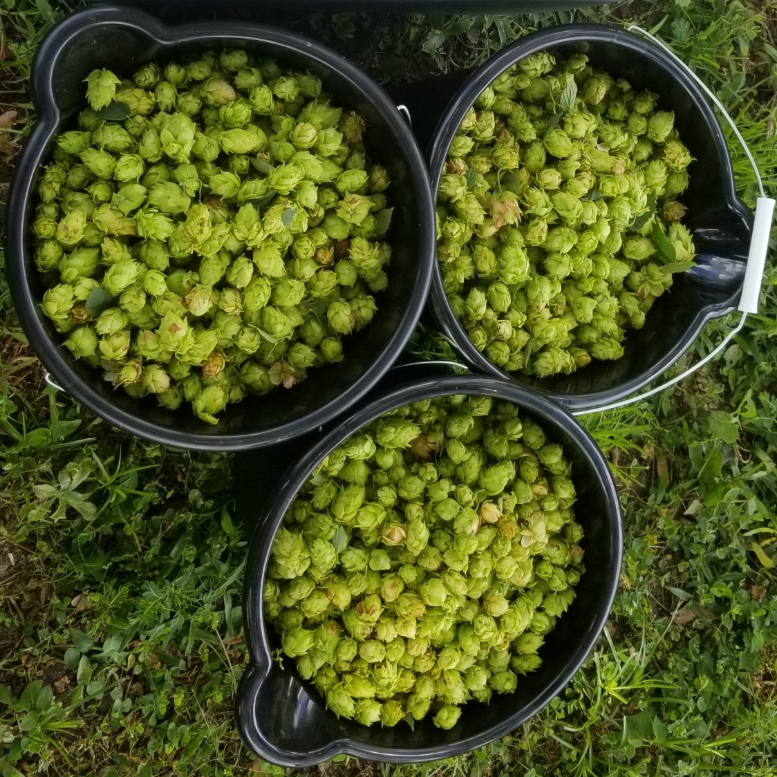 Florida Hops