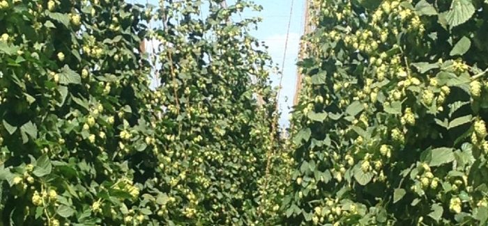 Hop Farming Spreads Across the US