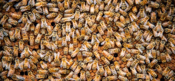 Bee to Bottle | All Abuzz About Honey Beers