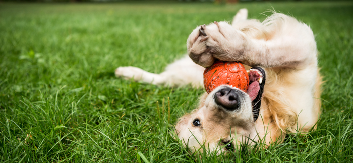 Ultimate 6er | Dogs at the Dog Park