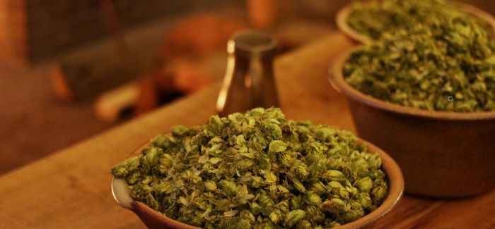 Hops & Bacteria | How Brewers Use the Antibacterial Properties of Hops