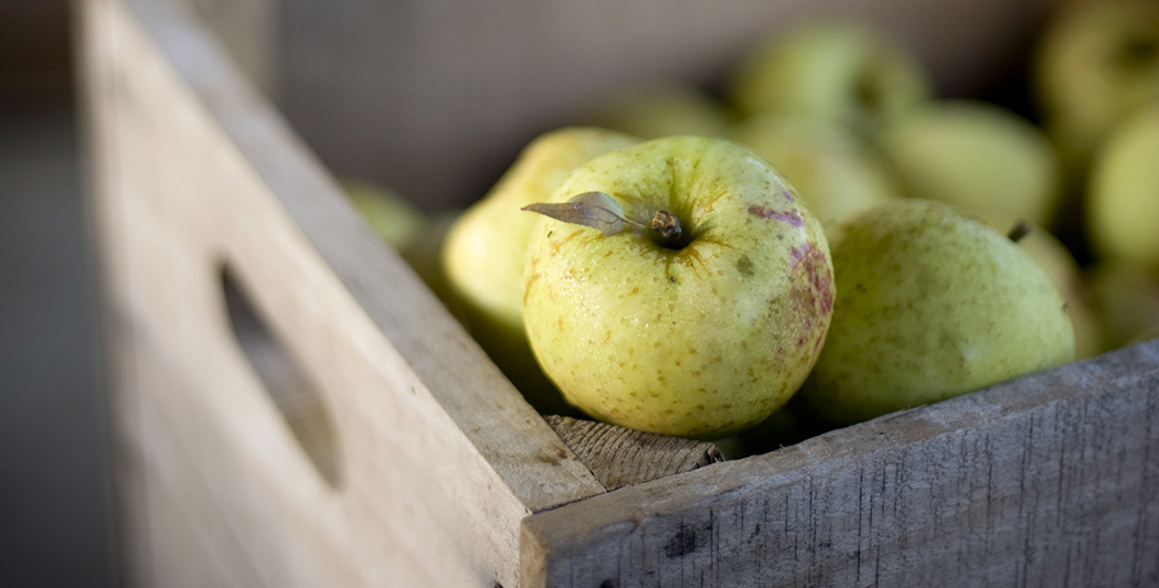 Harrison apples, credit Ashely Twiggs, C-ville.com