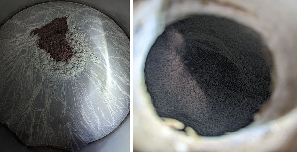 (dual view) Pellicle formation