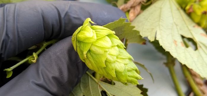Growing Change: Small Growers Adapt to a Shifting Craft Beer Market